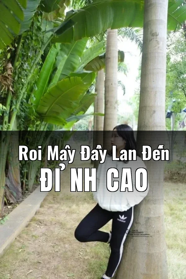 Roi Mây Đẩy Lan Đến Đỉnh Cao